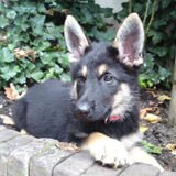 Lady, 9 weken, voor het eerst bij ons thuis!