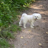 30-09-2011 CHICKA, WAT GENIET M,N KLEINE LIEVERD