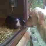 Foto van Brenda & Buddy & Bobby & Onyx