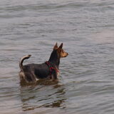 Waterrat(je) ???