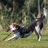 Foto van team Shadow