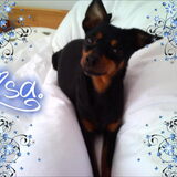 lisaa