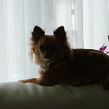Foto van Jimmy -Anneke - doggy's: Zoë en Angie
