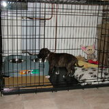 Foto van Jimmy -Anneke - doggy's: Zoë en Angie