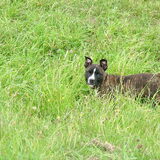 Foto van Jimmy -Anneke - doggy's: Zoë en Angie