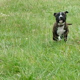Foto van Jimmy -Anneke - doggy's: Zoë en Angie