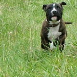 Foto van Jimmy -Anneke - doggy's: Zoë en Angie