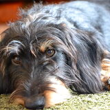 Foto van Pepijn & Otis