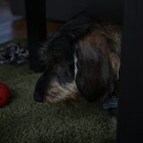 Foto van Pepijn & Otis