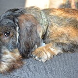 Foto van Pepijn & Otis