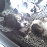 Hier is ze 3 weken, de 1e keer dat we gingen kijken. Lief he