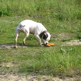 Foto van alex en lady