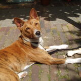 Zonnende brindle...