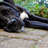 Foto van Moos!