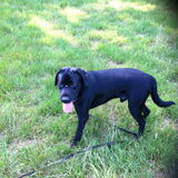 Foto van gj rocky labradors
