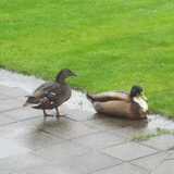 Duck en Blab