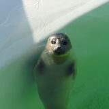 Zeehondje in Ecomare op Texel september 2011