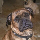 op 31-05-2011 hebben we helaas Syno moeten laten inslapen, ze leed aan…