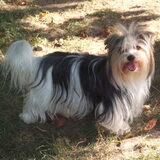 Onze biewer teef Lilly