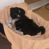 Foto van jessie en timmie