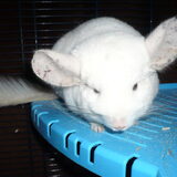 Foto van Muis,Vera, Papadopoulos, Odette, Annabelle en Ciska (Terra+, Dinky+, Saltarin+, Sam+, Zara+, Paco+)
