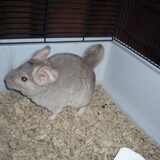 Foto van Muis,Vera, Papadopoulos, Odette, Annabelle en Ciska (Terra+, Dinky+, Saltarin+, Sam+, Zara+, Paco+)