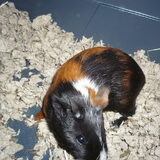 Foto van Muis,Vera, Papadopoulos, Odette, Annabelle en Ciska (Terra+, Dinky+, Saltarin+, Sam+, Zara+, Paco+)