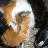 Foto van Muis,Vera, Papadopoulos, Odette, Annabelle en Ciska (Terra+, Dinky+, Saltarin+, Sam+, Zara+, Paco+)