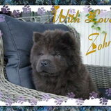 mijn blauw chowchow puppy ,hier is ze 3maand