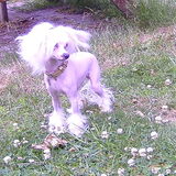Mijn kleinste meisje, Phaedra ! 3 jaar oud, Zsa Zsa's Special Gift…