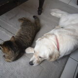 Nala en Streep