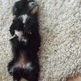 dit is Moppie