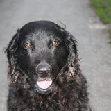 Onze andere oppashond, Myra, de hond van mijn schoonouders.