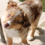Wrigley, toen hij pup was.