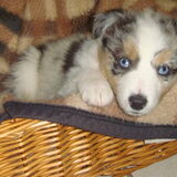 Addison Grace (Addie) toen ze pup was.