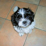 Puppy Shihla