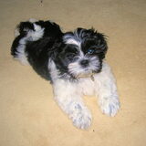 Puppy Shihla 3 maanden