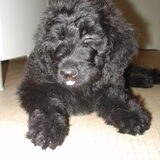 Yindy  (geb. 20-12-2010)