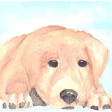 Labrador Retriever in aquarel