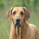 Dit is Balou onze Ridgeback. Het is een schat van een hond en niet te…