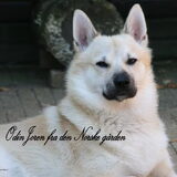 Odin