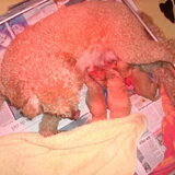 De puppies