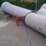 Foto van diane en tank
