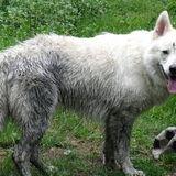 Yuma de zwarte herder!