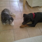 Tommie en Dencil ( dencil was een herplaatser )
