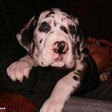 Dit is Sennah als kleine pup van 8 weken oud
