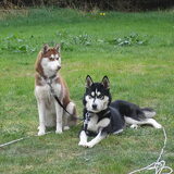 Familie Skippa