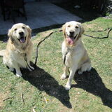 Foto van Brenda & Buddy & Bobby & Onyx