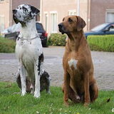 En dit zijn Balou en Sennah nu, 3 jaar later