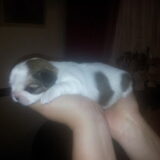 Dit is het kleine zieke meisje. Ik heb haar Pearl genoemd